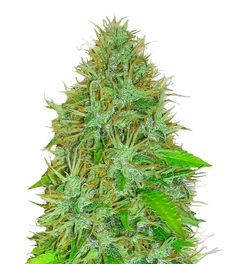 2 Fast 2 Vast Auto fem (Heavyweight Seeds)
