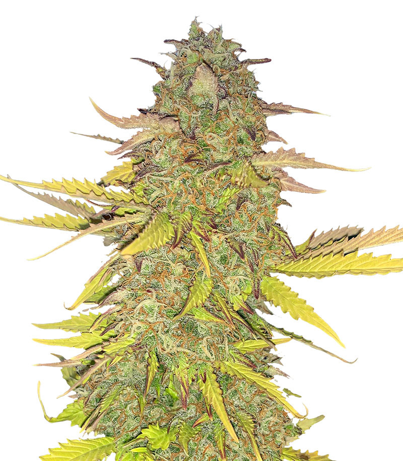 Acid Rain Autoflower (LSD) fem (Easy Grow Seeds)