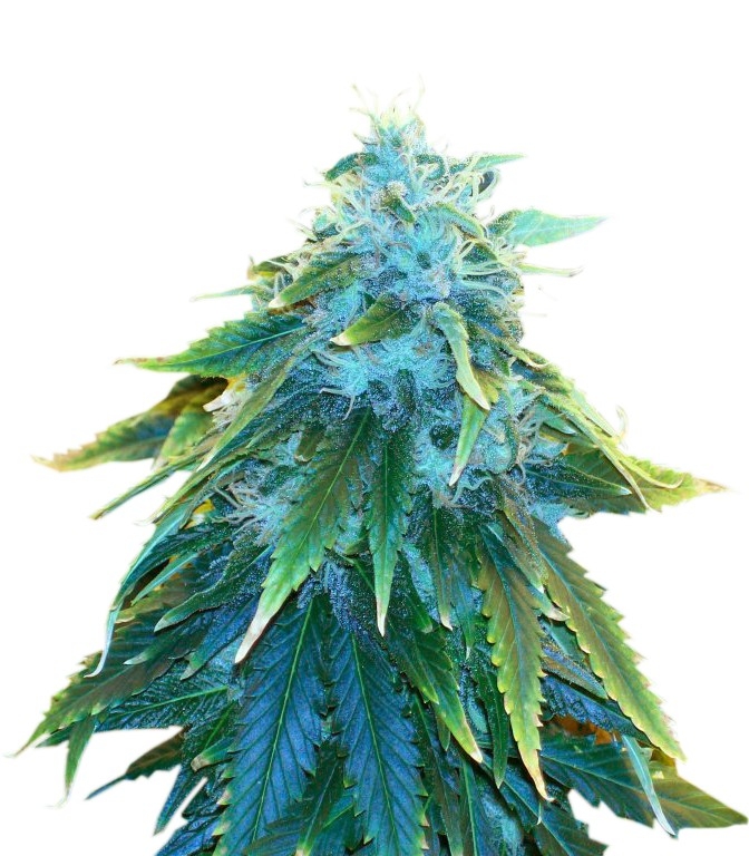 AK 48 fem (Nirvana Seeds)