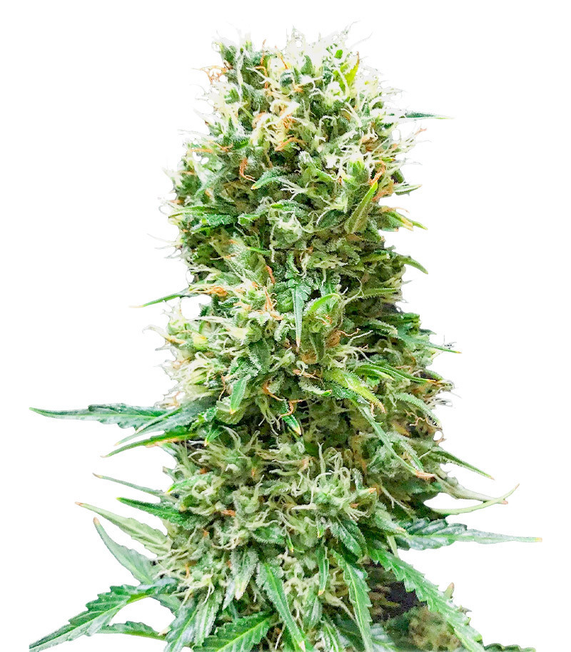 Animal Face Auto fem (Cali Buds Seeds)