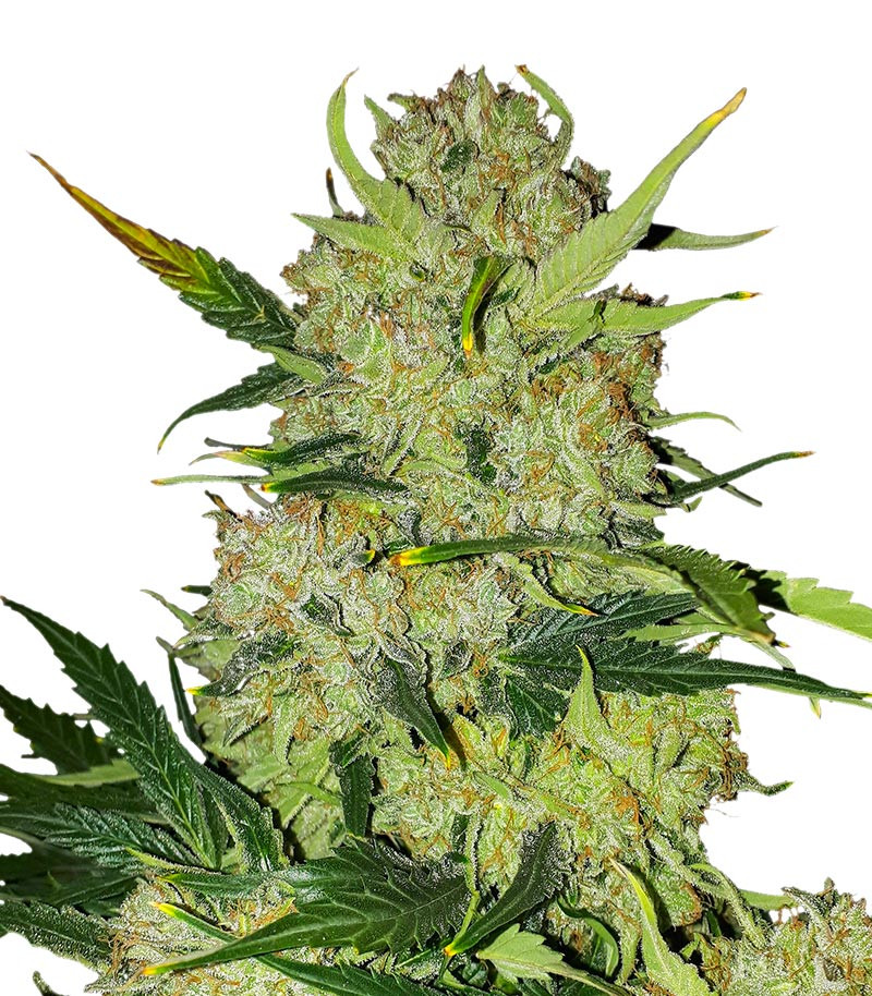 Apollo F1 Auto fem (RQS)