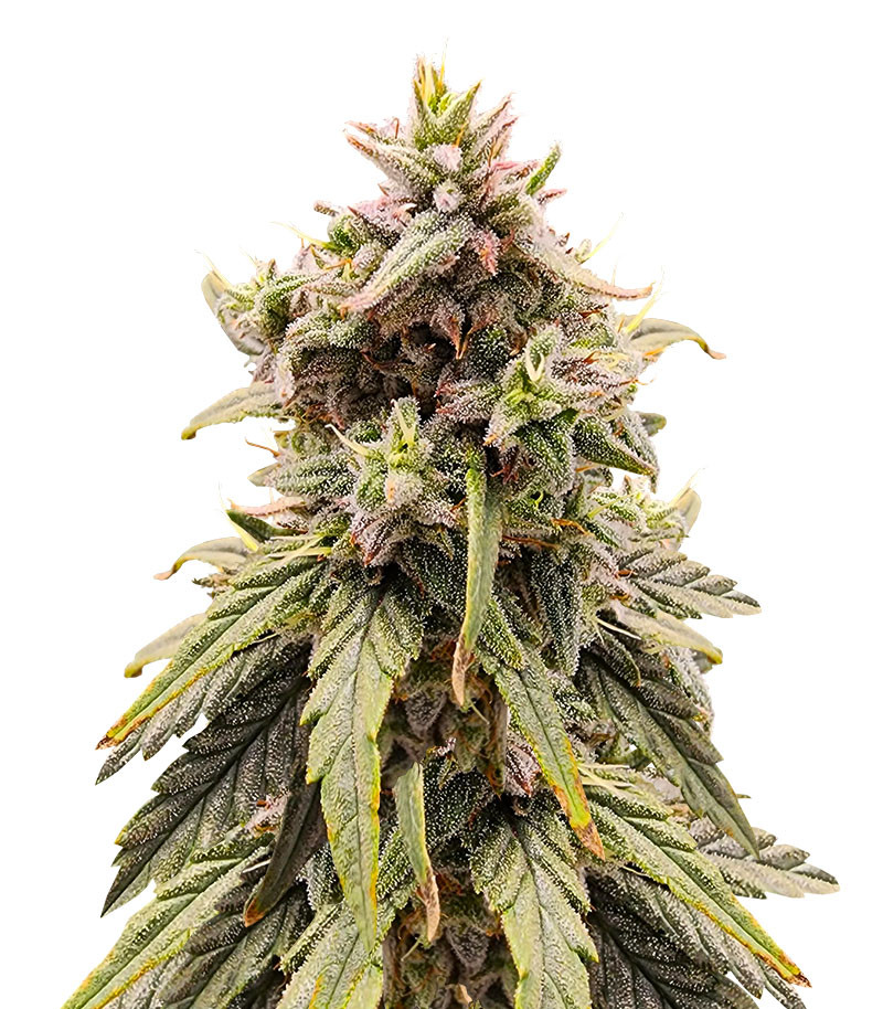 Apple Betty fem (Herbies Seeds)