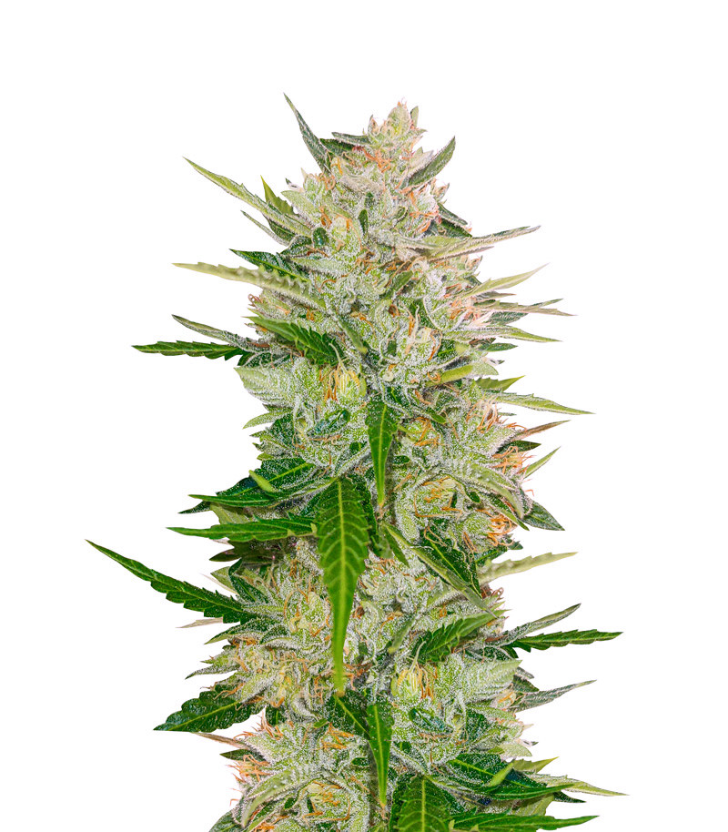 Auto Mazar fem (Dutch Passion)
