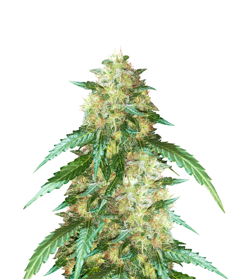 Auto New York City fem (Pyramid Seeds)