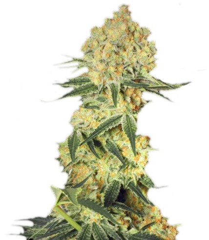 Auto Wappa fem (Paradise Seeds)