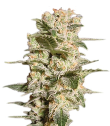 Belladonna fem (Paradise Seeds)