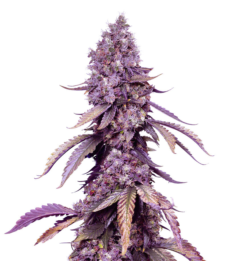 Black Muffin F1 Fast Version fem (Sweet Seeds)