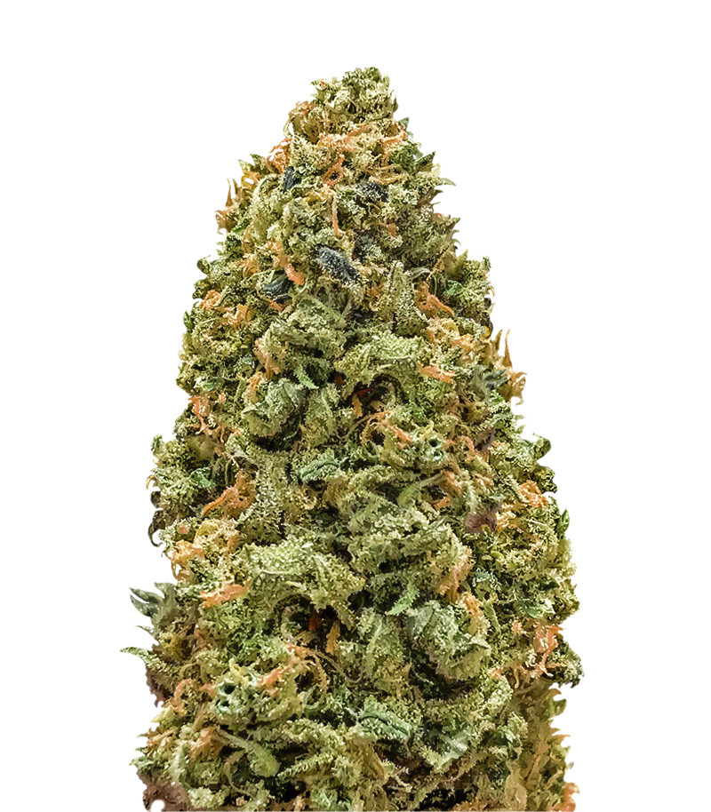 Bruce Banner fem (Monster Genetics)