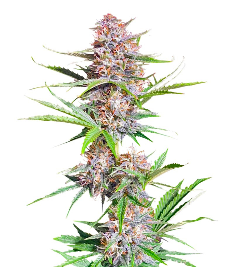 Bruce Banner Autoflower fem (Seedkeepers)