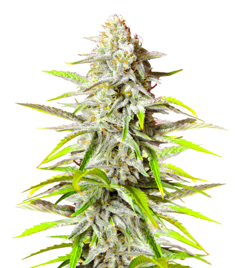 Bruce Banner #3 Auto fem (Herbies Seeds)