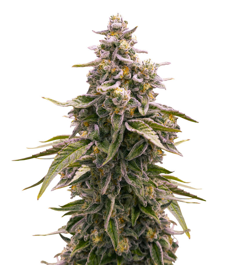 Cap Junky fem (7CH American)