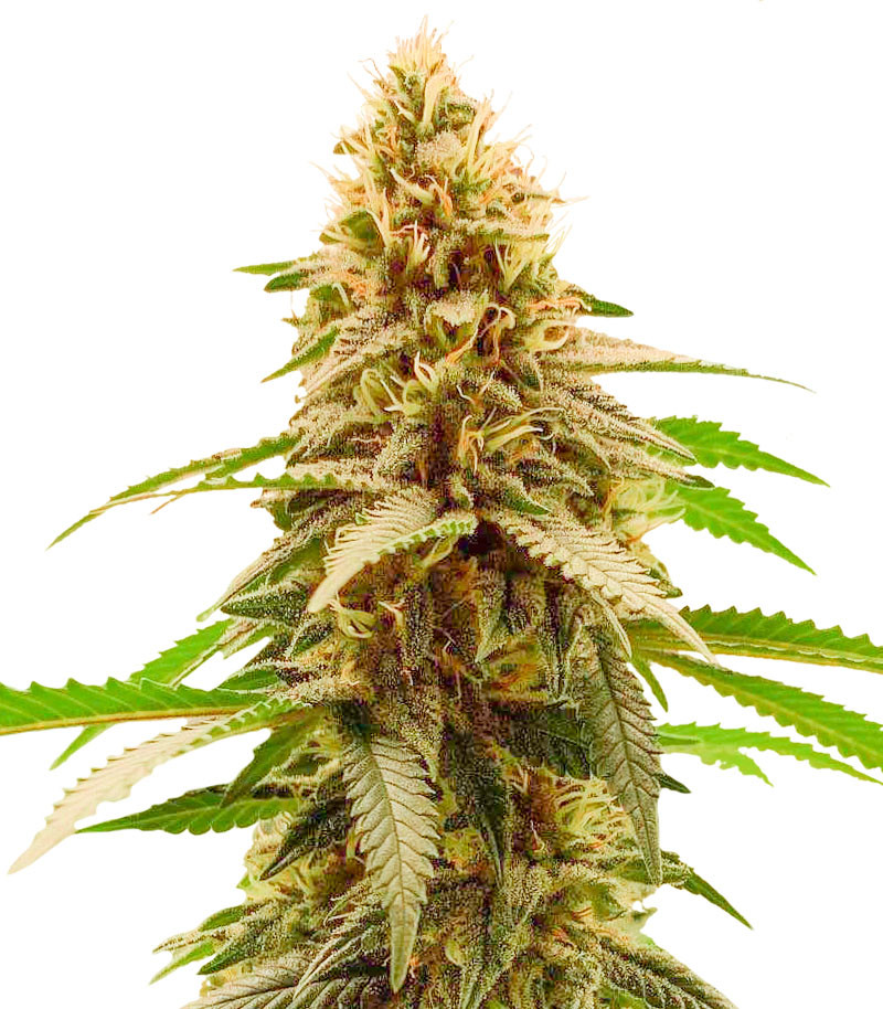 Cherry Pie fem (Advanced Seeds)