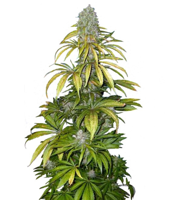 Chrystal fem (Nirvana Seeds)
