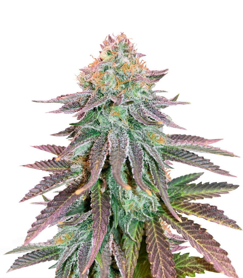 Cookies Purple Punch fem (Medical Seeds)
