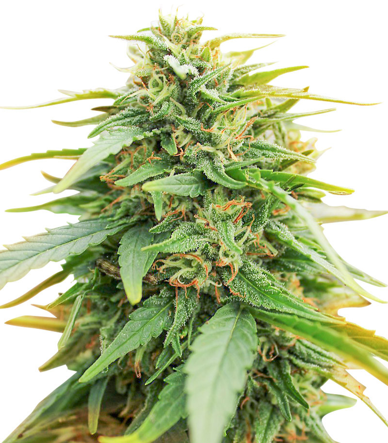 Deepforest Super Auto fem (Doctor's Choice)