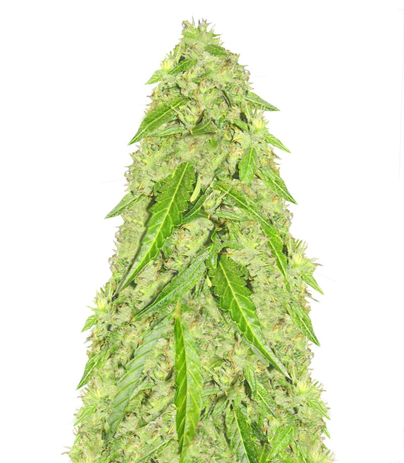 Devotchka Auto fem (Doctor's Choice)