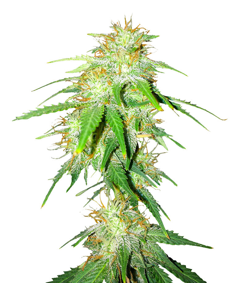 Gelato Glue Autoflower fem (Easy Grow Seeds)