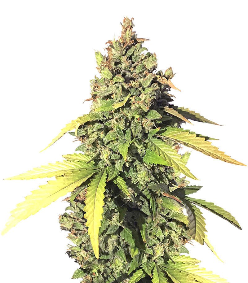 Gorilla Auto fem (Семяныч)