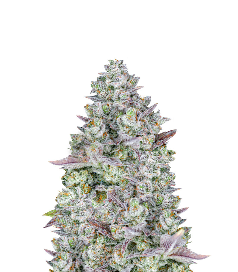 Gorilla Cookies Auto fem (FastBuds)