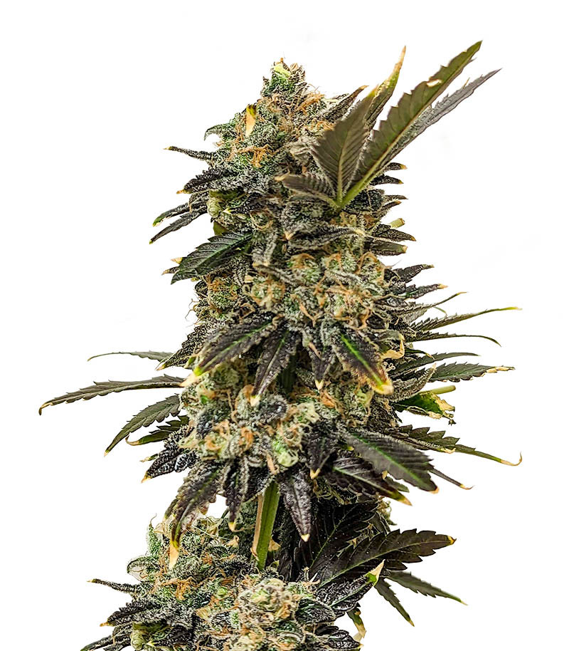 Gushers fem (7CH Seeds & Advanced Seeds)