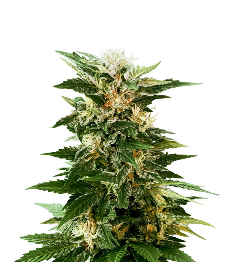 Kaya 47 fem (Advanced Seeds)