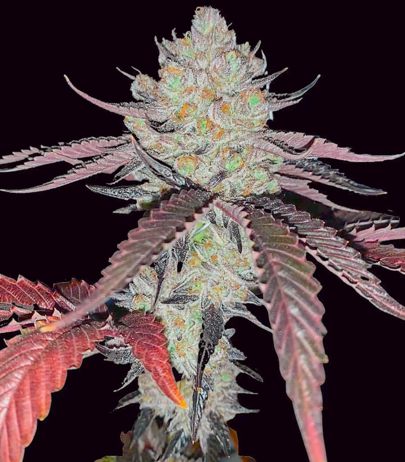 Marshmallow OG fem (Compound Genetics)