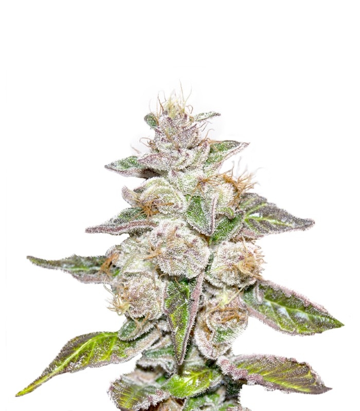 Mendocino Purple Kush fem (Medical Seeds)