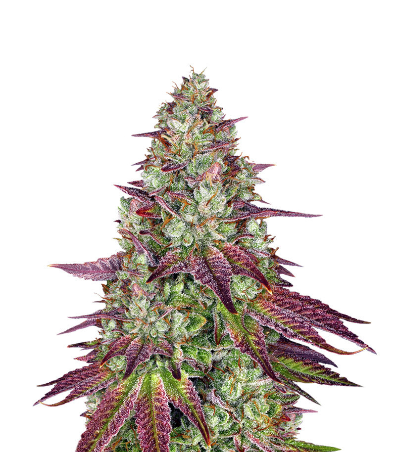 Mimosa Evo fem (Barney's Farm)