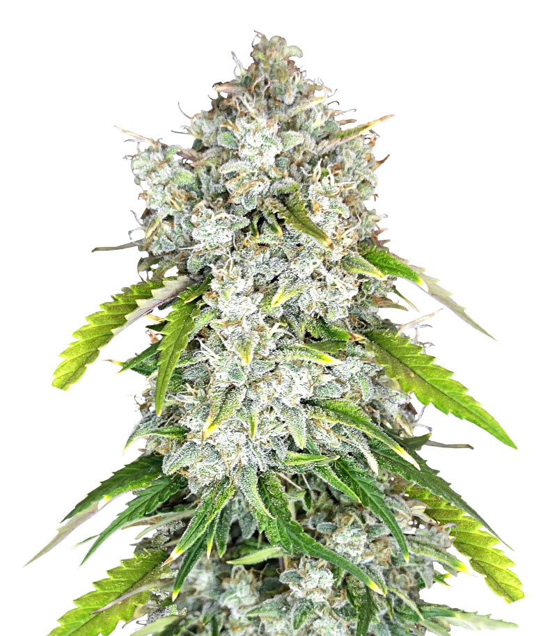 Papaya Cookies Auto fem (FastBuds)