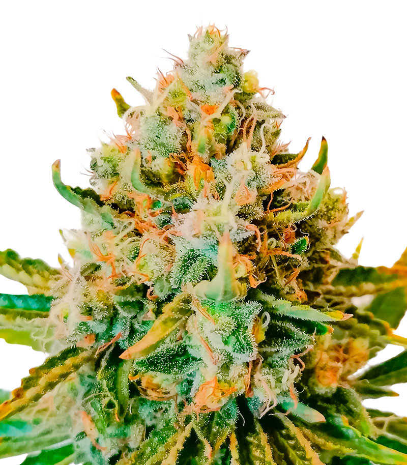 Permanent Marker fem (7CH American)