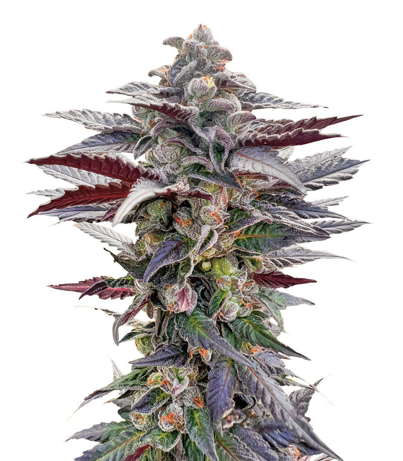 Pink Sunset by Sherbinskis fem (Silent Seeds)