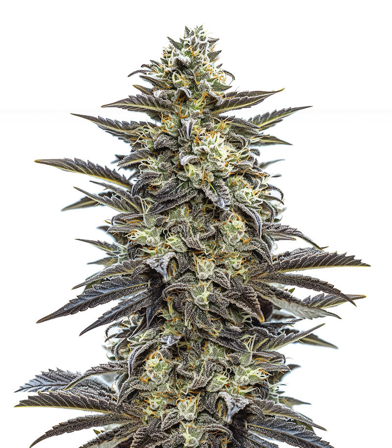 Power Russian fem (Kalashnikov Seeds)