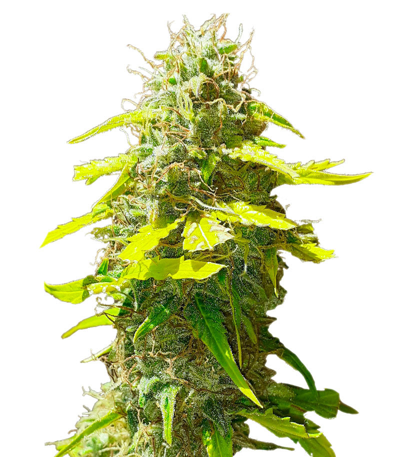 Punch Gelato #33 Auto fem (Cali Buds Seeds)