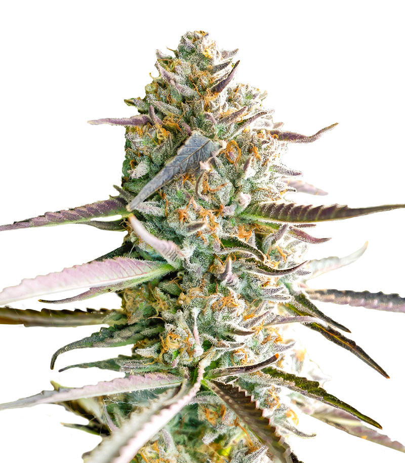 Runtz Fast Flowering fem (Humboldt Seed Organization)