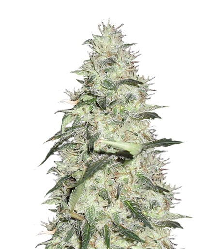 Sonic Bloom Auto fem (Dr. Krippling Seeds)