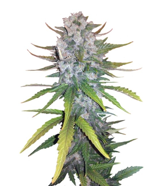 + Speed Auto fem (Sweet Seeds)