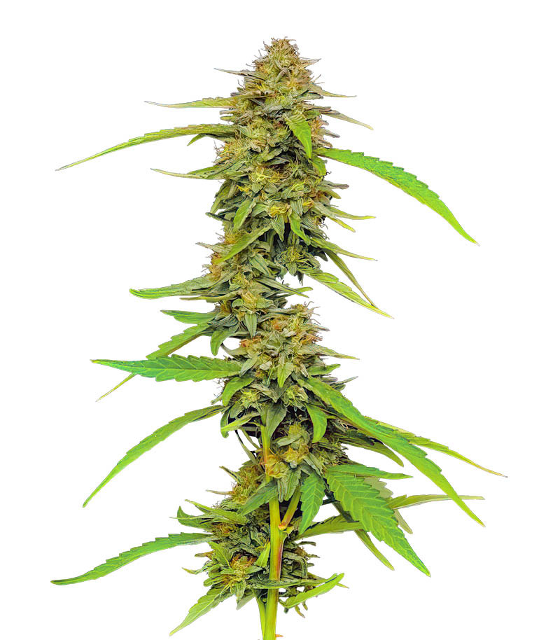 Strawberry Cheesecake Auto fem (Humboldt Seed Company)