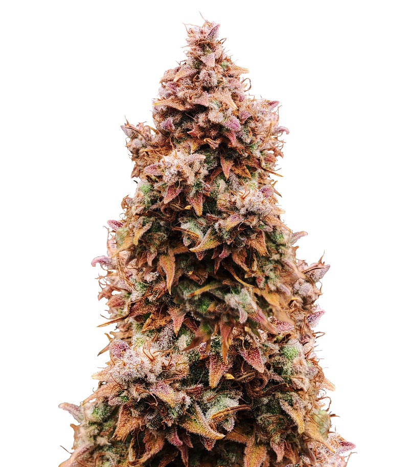 Totally Alpha OG Auto fem (AlphaFem Seeds)