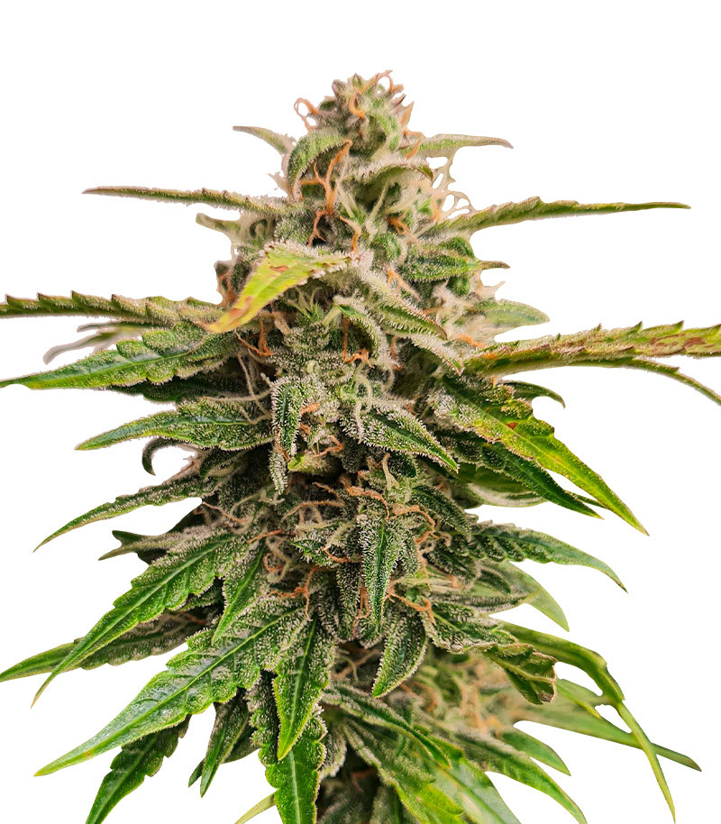 Wedding Crasher Auto fem (High Speed Buds)